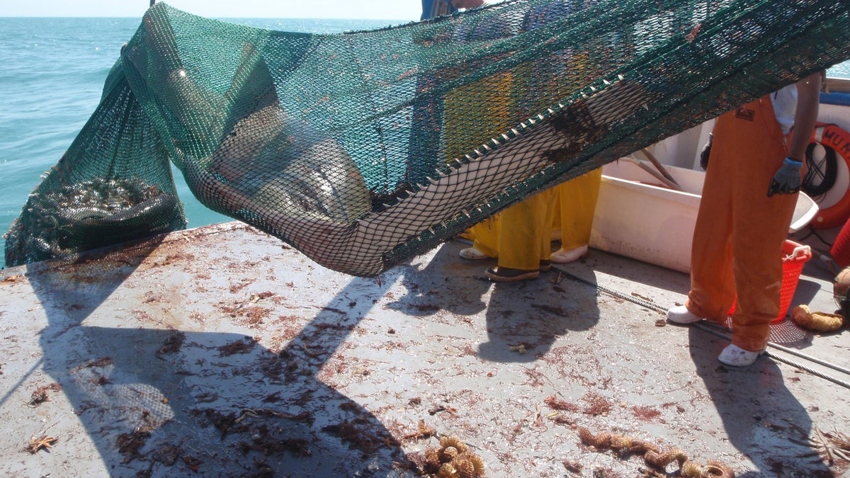 A photo released by the Florida Fish and Wildlife Conservation Commission (FWC) shows an example of a sawfish getting caught in a trawling net on a commercial fishing vessel.