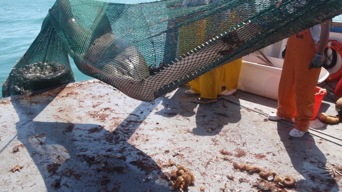 A photo released by the Florida Fish and Wildlife Conservation Commission (FWC) shows an example of a sawfish getting caught in a trawling net on a commercial fishing vessel.