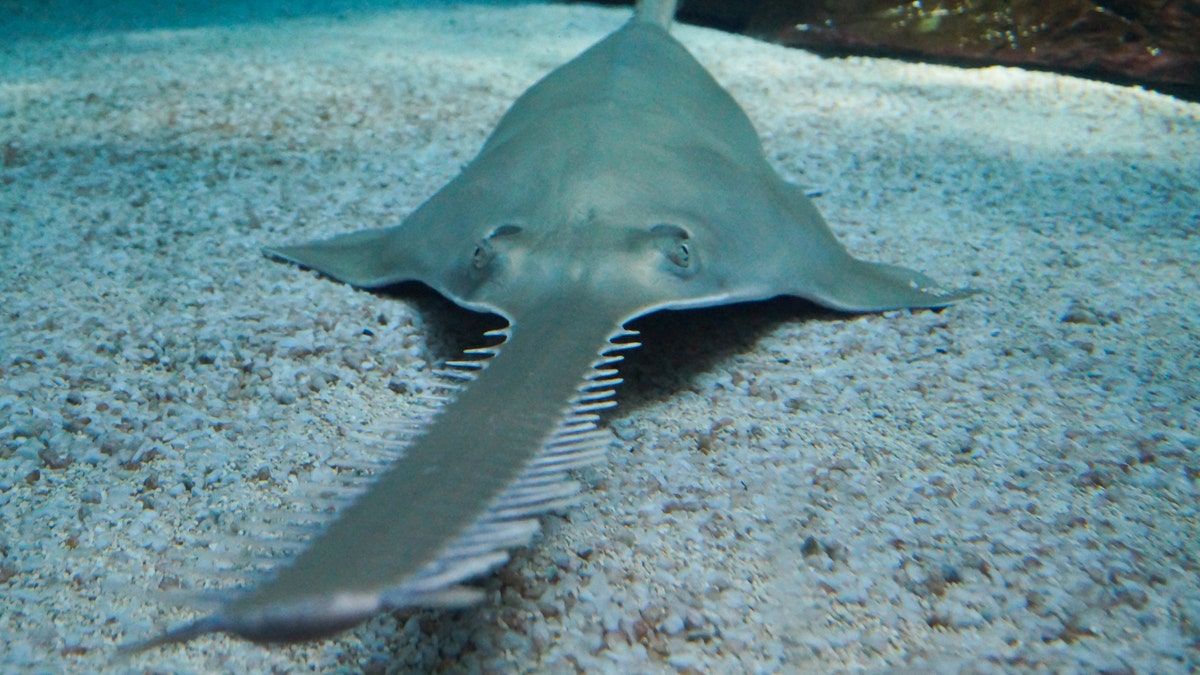 The smalltooth sawfish, which is identified by a rostrum lined with sharp teeth resembling a saw, is said to be dependent on its protruding nose for swimming, direction and locating prey.