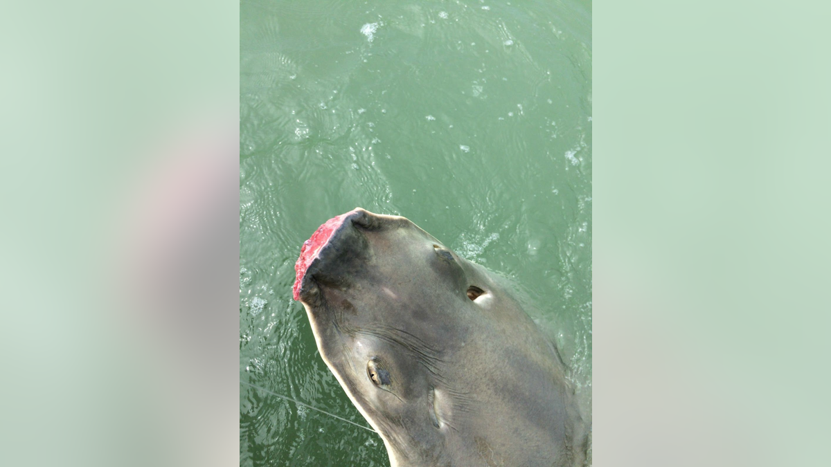 The NOAA released this illustrative photo of a sawfish which had suffered the loss of its rostrum in the Florida Keys.