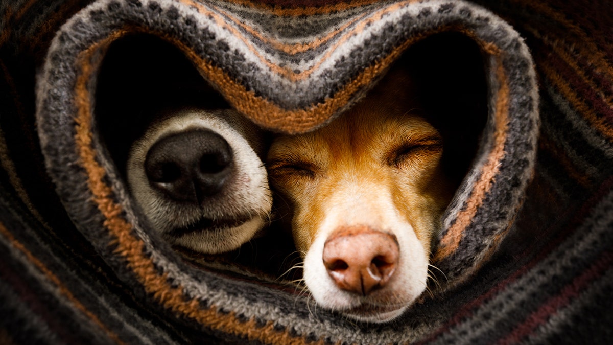 Your pets, on the other hand, might really hate a robot vacuum.