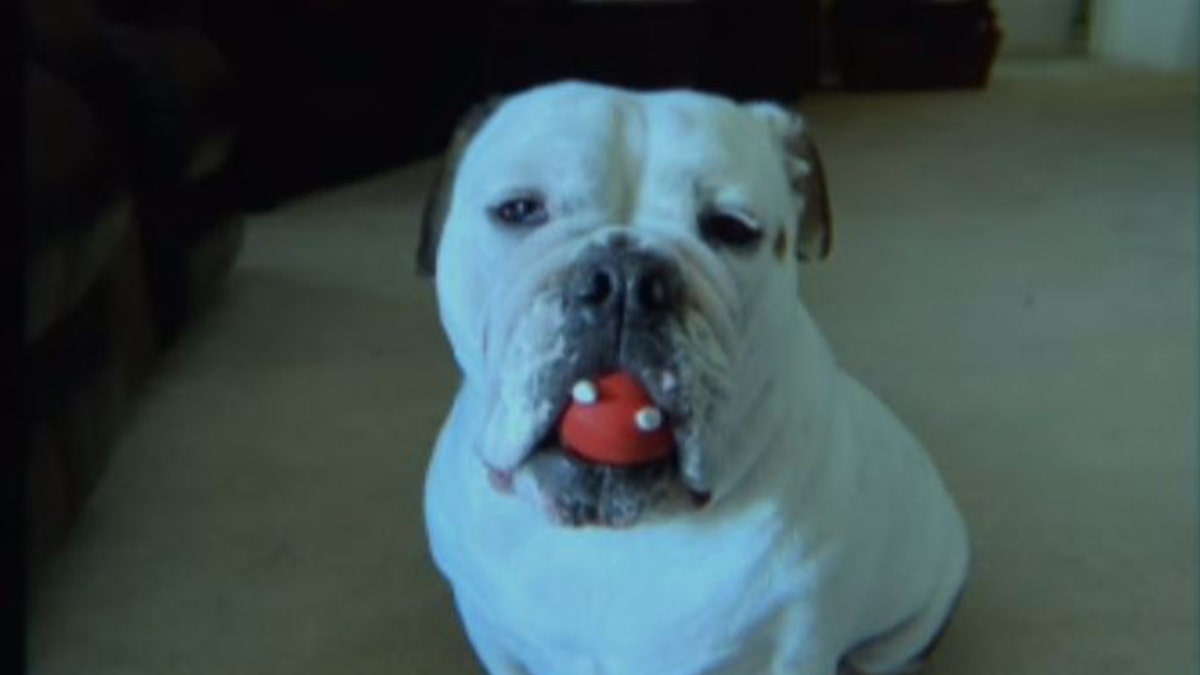 The heartbroken Las Vegas woman claims her dog, pictured, mysteriously died during a routine grooming appointment at PetSmart.