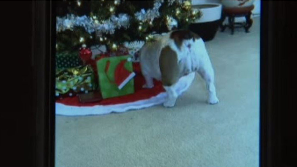 Minni, seen here at Christmas, exploring presents under the tree.
