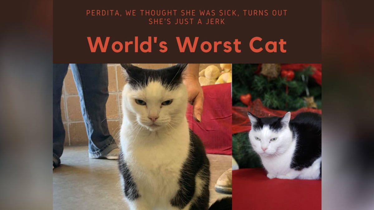 World's worst cat