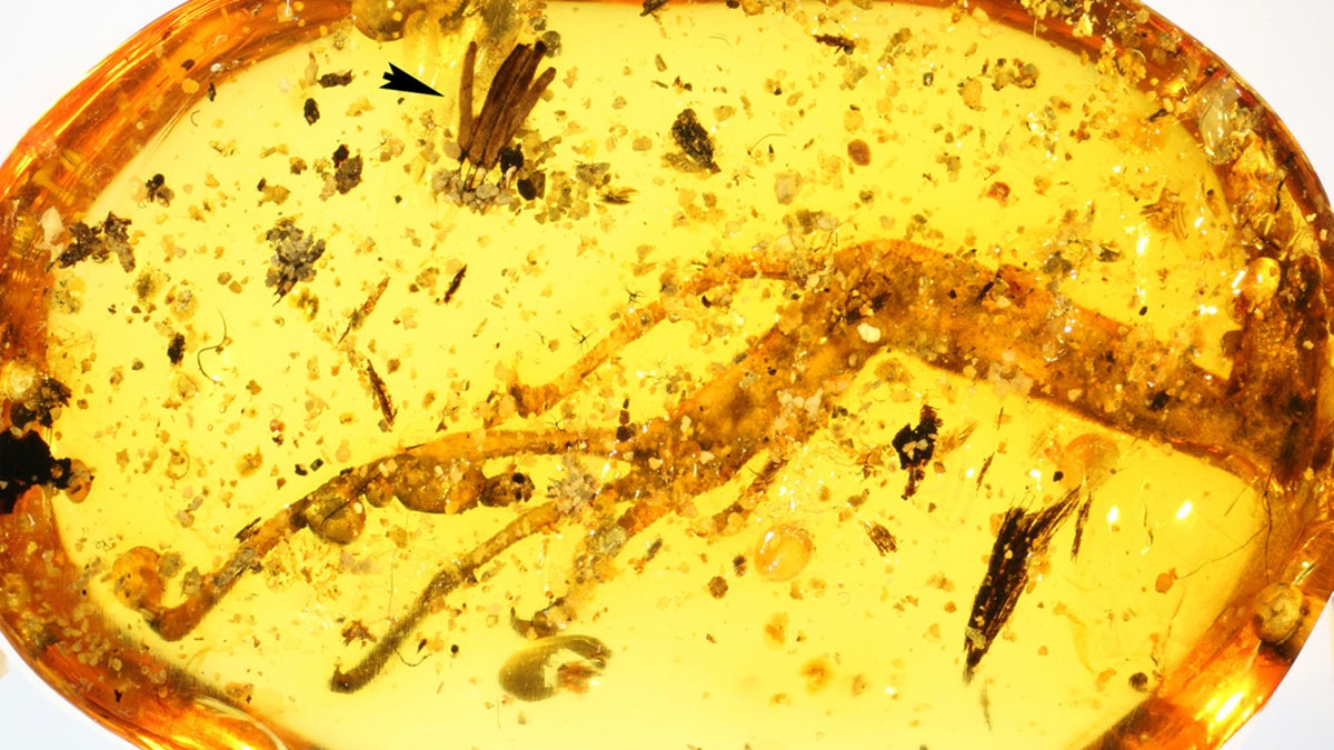 100-million-year-old amber piece with lizard leg and mycomycete. (Credit: Alexander Schmidt, University of Göttingen and Scientific Reports)