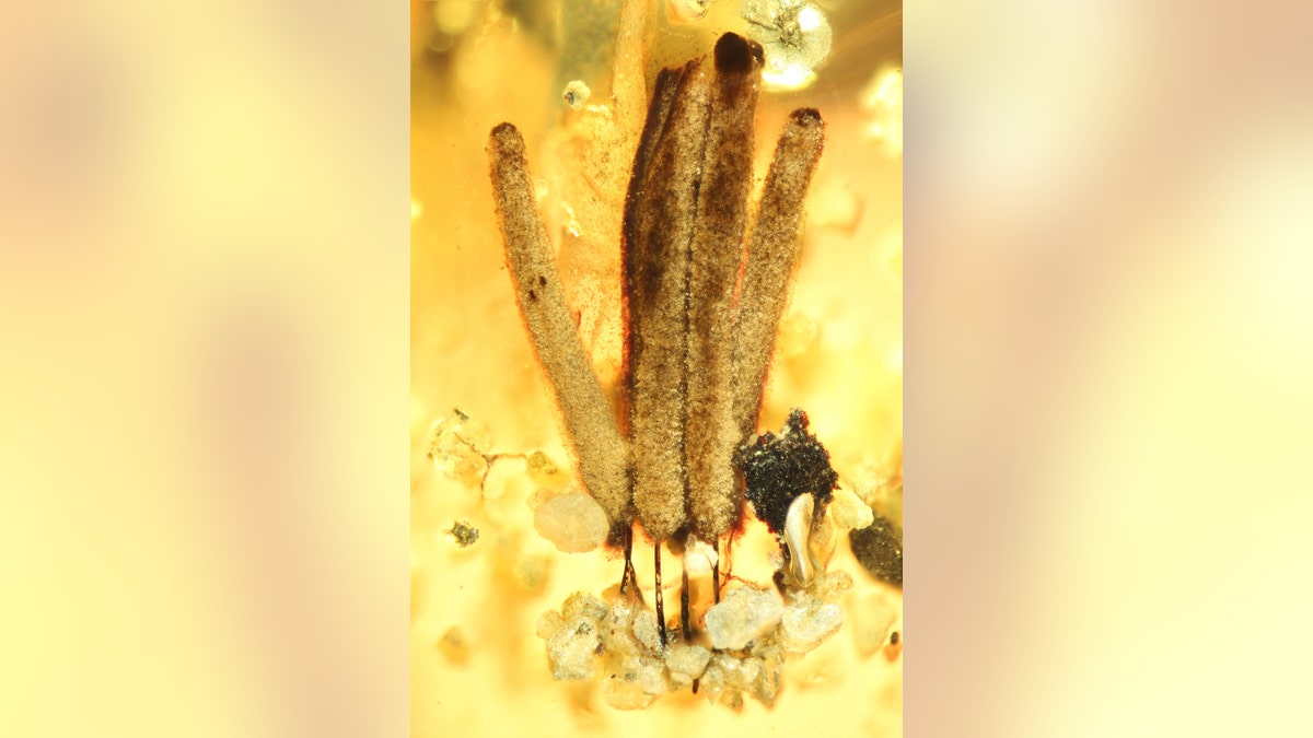 Group of several fruiting bodies of a slime mould (myxomycetes), around 2.5 millimetres long, in amber, which is about 100 million years old, from Myanmar: long-stalked fruiting bodies support the distribution of the spores, then as now. (Credit: Alexander Schmidt, University of Göttingen and Scientific Reports)