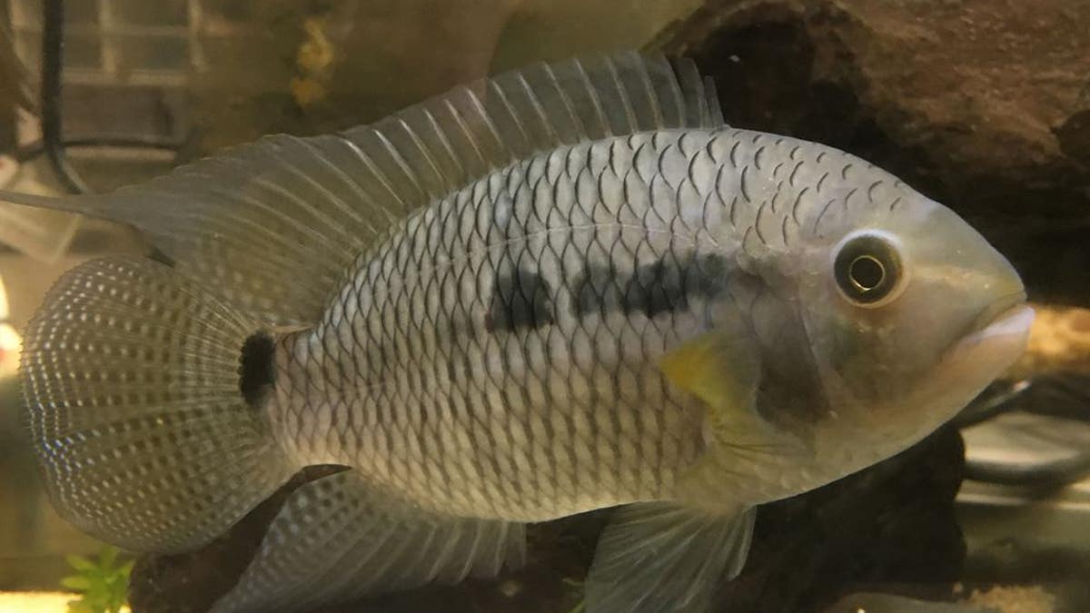 The black acara, Cichlasoma bimaculatum, has been a well-established invasive freshwater fish in South Florida since the 1950s.