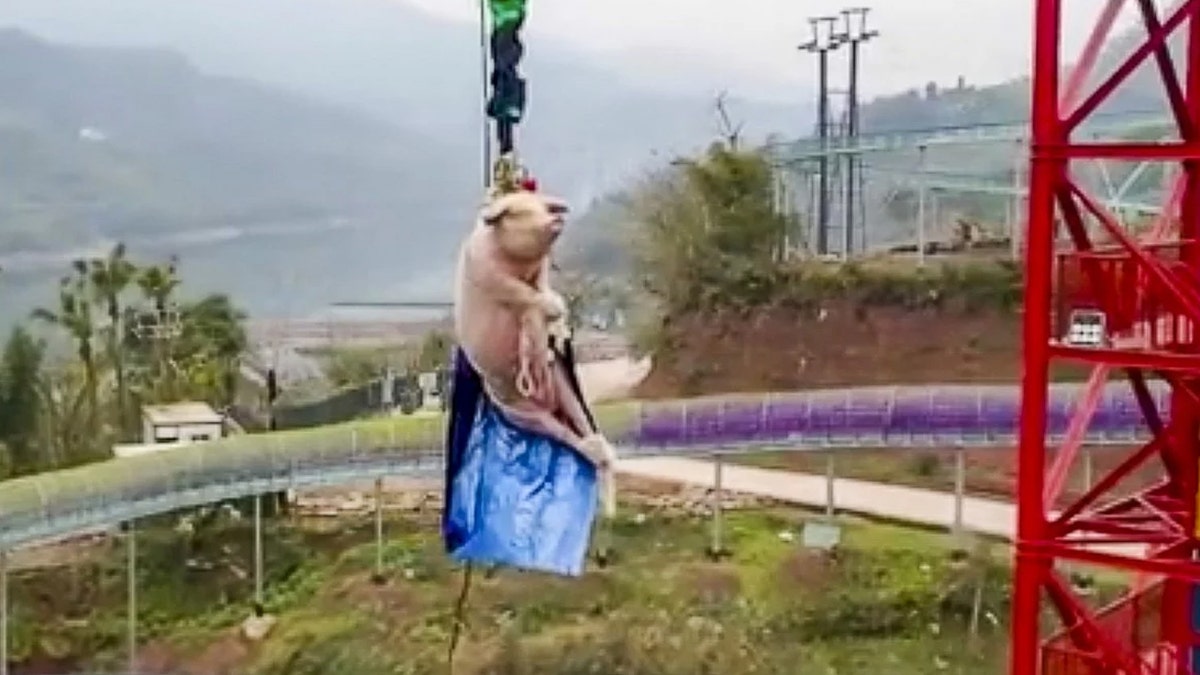 The stunt was reportedly to celebrate the opening of the new bungee jump attraction at the theme park.