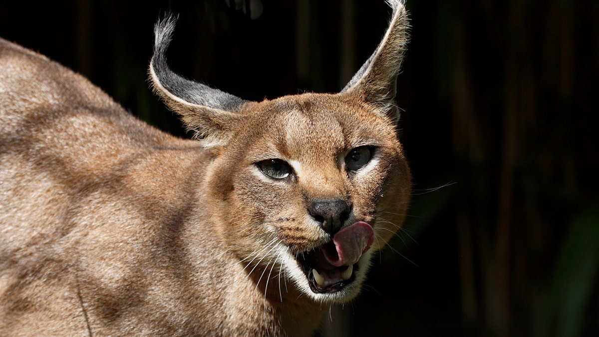 Caracals, or “desert lynxes,” are a rare breed of cat native to Africa.