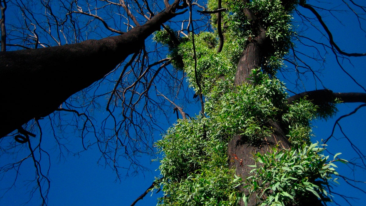 This January 2008 photo provided by Sebastian Pfautsch shows new shoots emerging from the bark of a eucalyptus tree following a wildfire near Mansfield, Victoria, Australia. Many of Australiaâ€™s forests are adapted to fire, but more frequent blazes due to climate change can slow or halt their recovery. (Sebastian Pfautsch via AP)