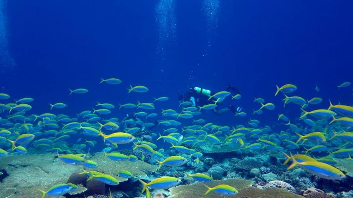 Fish and diver are seen on a reef. Earth's ecosystems are facing enormous pressure.