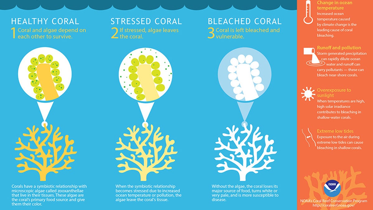What is Coral Bleaching?