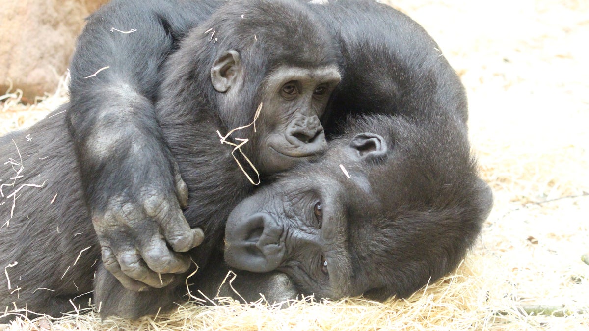 Adorable pictures show the moment that two young gorillas embraced each other for a cuddle.