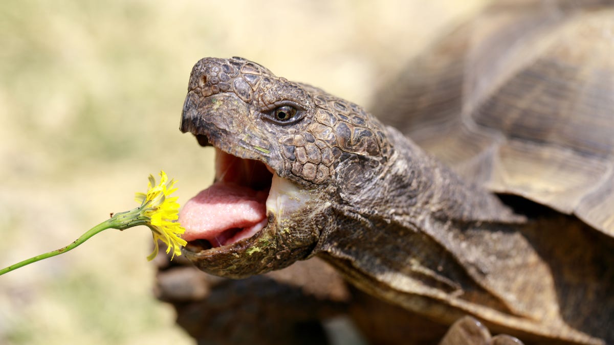 Captive adult male California Desert Tortoise eating Dandelion.