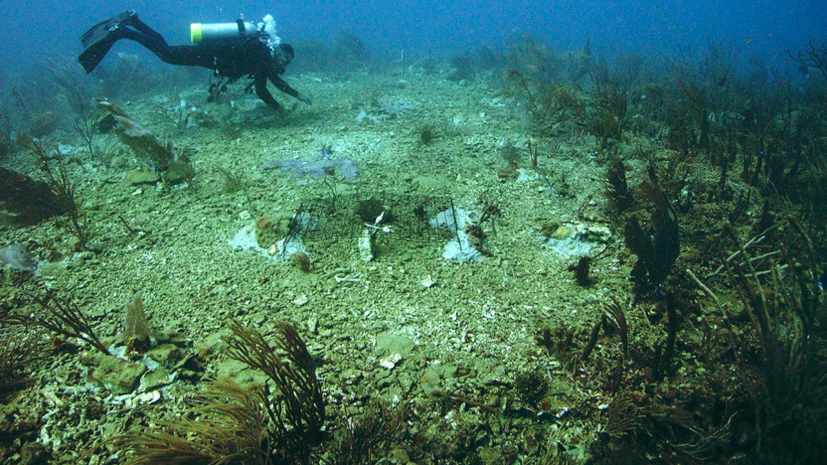 Technicolor coral once covered stretches of underwater reefs in the Florida Keys and beyond. But now, they are dying. Researchers are likening the reefs to abandoned underwater cities.