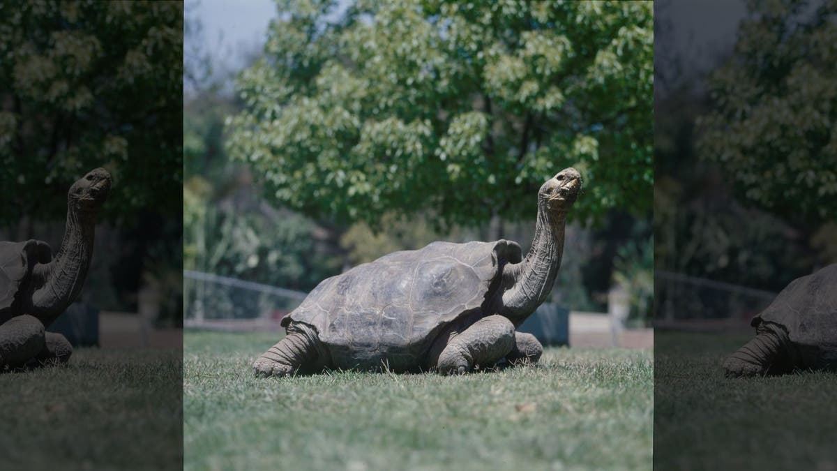 The famed Galapagos giant tortoise named Diego fathered 40 percent of all tortoises on Espanola Island in the Galapagos.