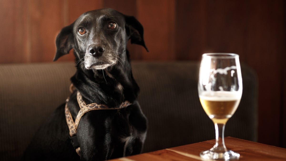 Funny dog in the bar