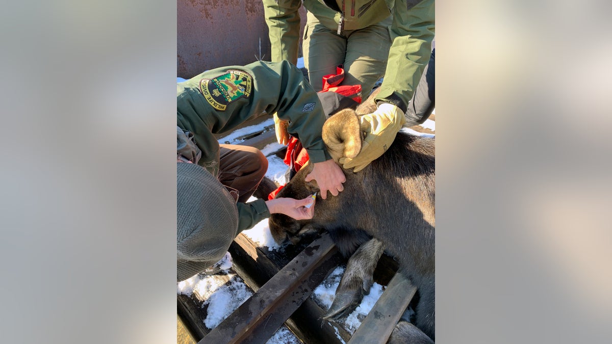 Local game wardens and wildlife biologists sedated the moose during the removal.