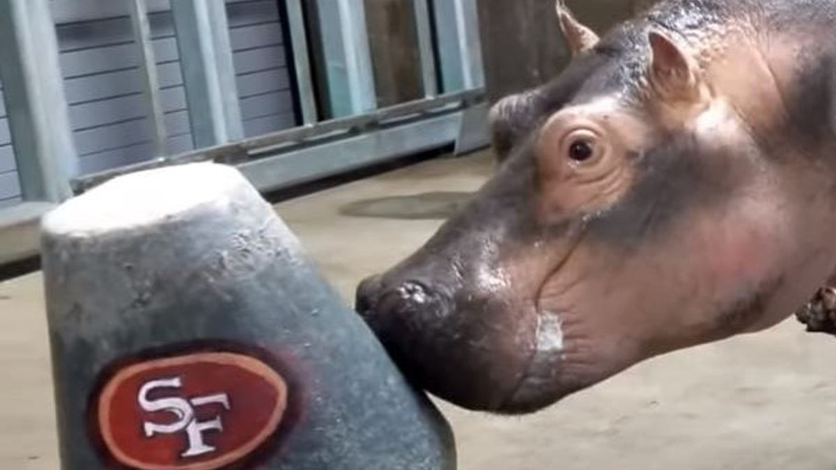 Apparently, Fiona, who is correct with her predictions about half of the time, was expected to just push her snout against the team she felt would be victorious.