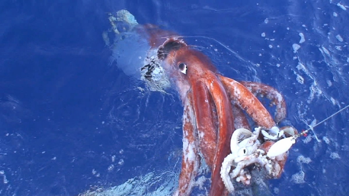 Giant Squid Japan 2020