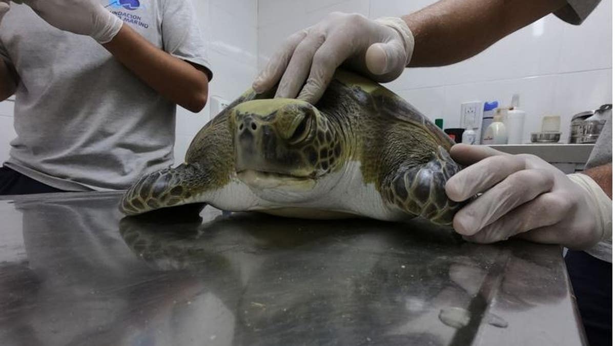 After getting tangled in a fishing net, this green turtle was brought in for rehabilitation. (Fundación Mundo Marino)