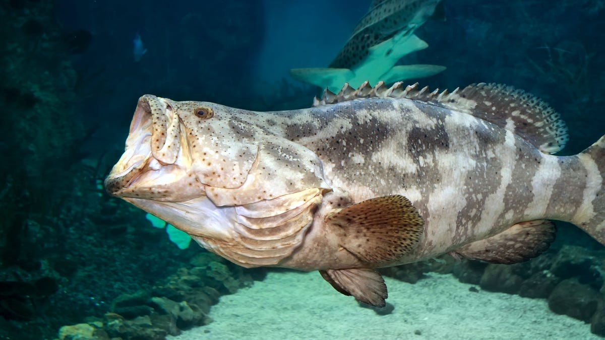 Goliath grouper (Epinephelus itajara) with open mouth. Close up