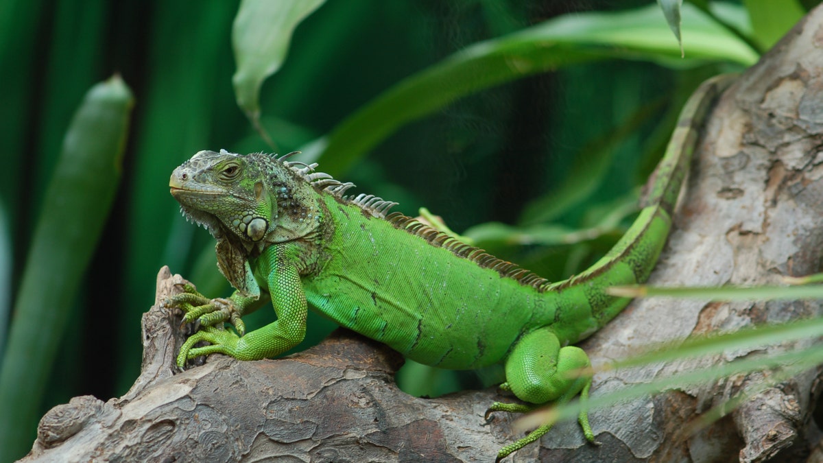 green Iguana