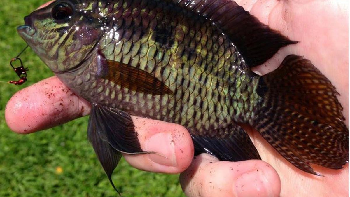 The chanchita is a subtropical species native to southern South America. For 20 years, it has also made its home in Central Florida waters.