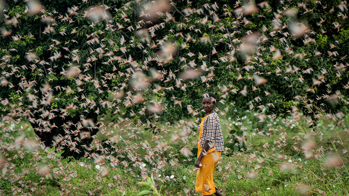 A farmer looks back as she walks through swarms of desert locusts feeding on her crops, in Kenya on Friday. (AP Photo/Ben Curtis)