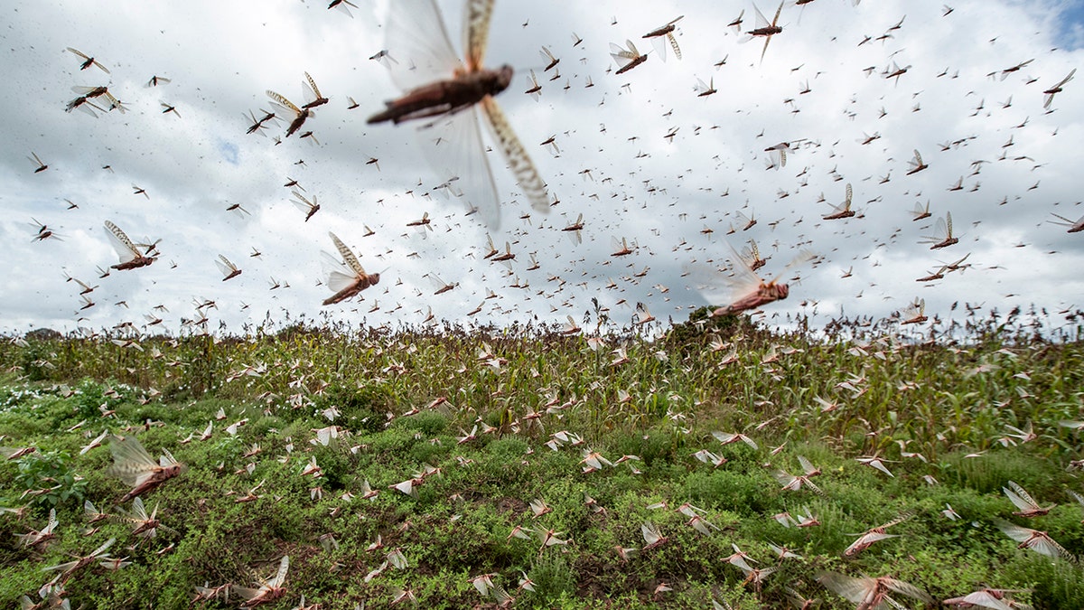 Swarms of desert locusts fly up into the air from crops in Kenya on Friday. (AP Photo/Ben Curtis)