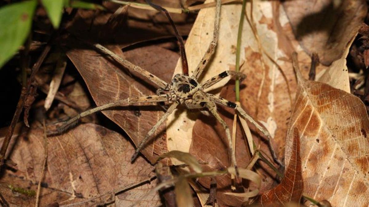 A Malaysian spider, one of the small predators found in the study to be most affected by habitat loss. (Tim Newbold_