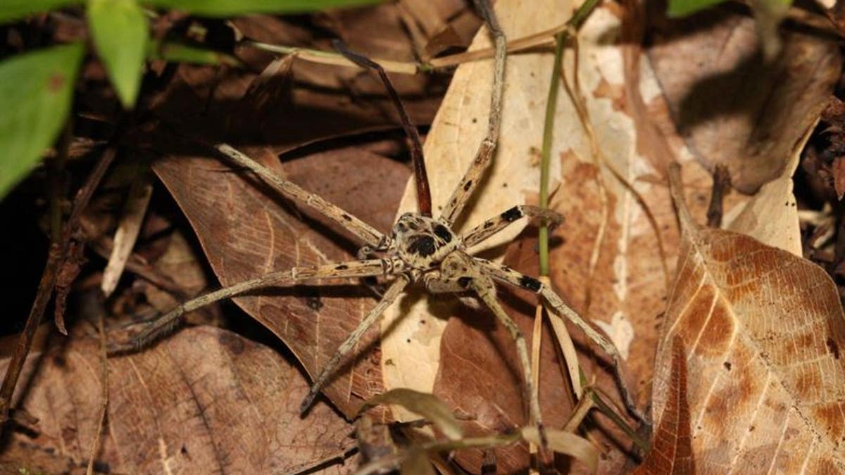 A Malaysian spider, one of the small predators found in the study to be most affected by habitat loss. (Tim Newbold_