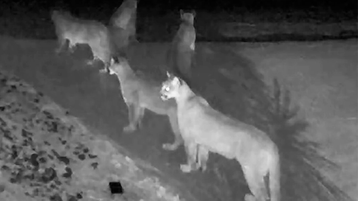 This Monday, Jan. 13, 2020 photo from video provided by Chris Bruetsch shows five California mountain lions seen together on home surveillance video at Breutsch's home in Pioneer, Calif. The rare gathering of the notoriously solitary big cats was recorded in the home surveillance video at the rural residence in the edge of the El Dorado National Forest east of Sacramento. A California Department of Fish and Wildlife spokesman called the images "extraordinary."