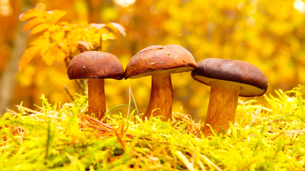 A new paper argues about the potential of living in structures built from fungi.?