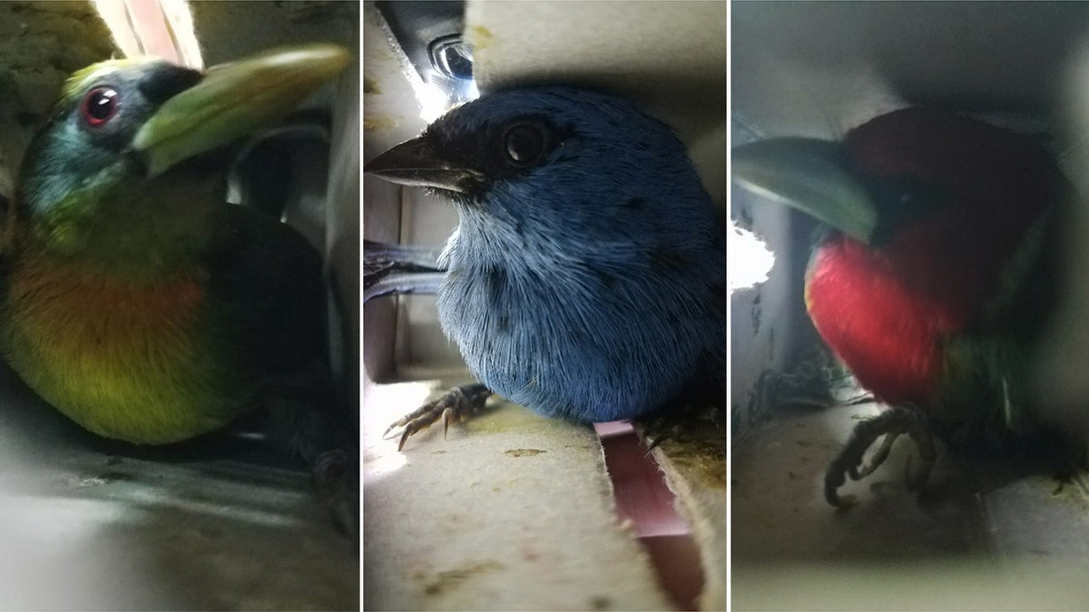 All the birds survived, although some showed signs of dehydration and stress.