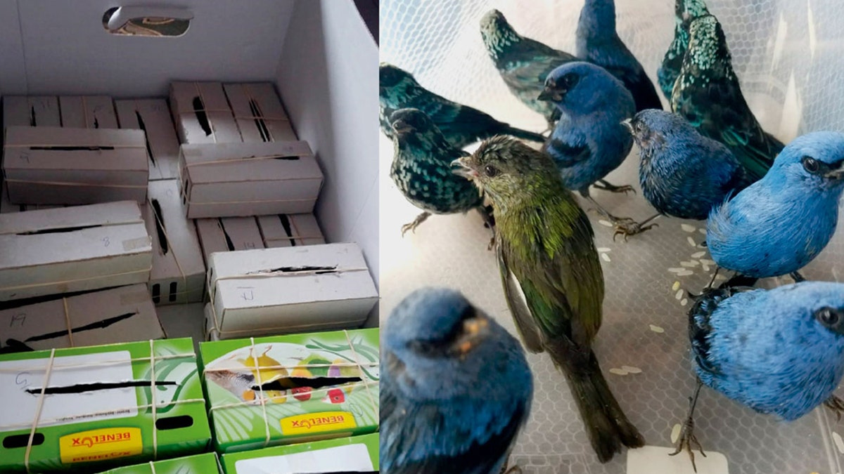 The Peruvian birds were stuffed inside individual cardboard boxes, the National Forest and Wildlife Service (SERFOR) said.