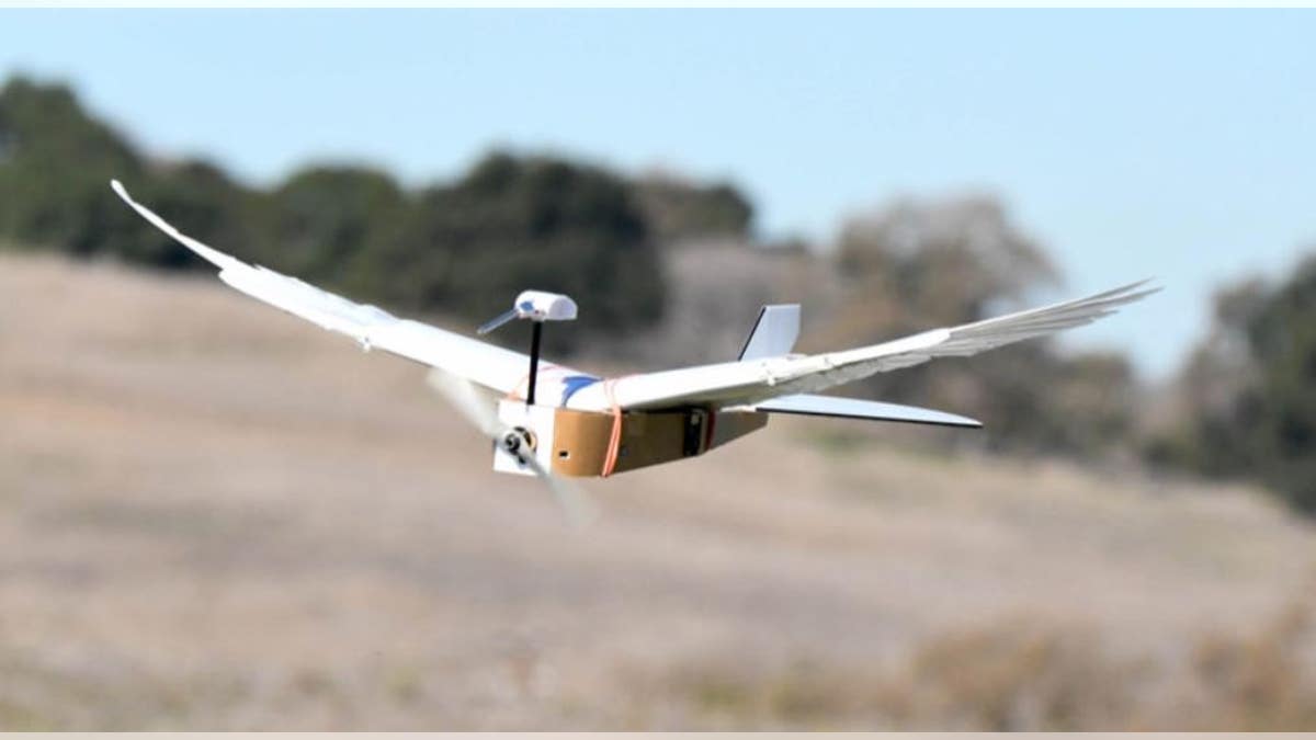 A new robotic bird made with real pigeon feathers is the first robot that can change the shape of its wings like a bird.