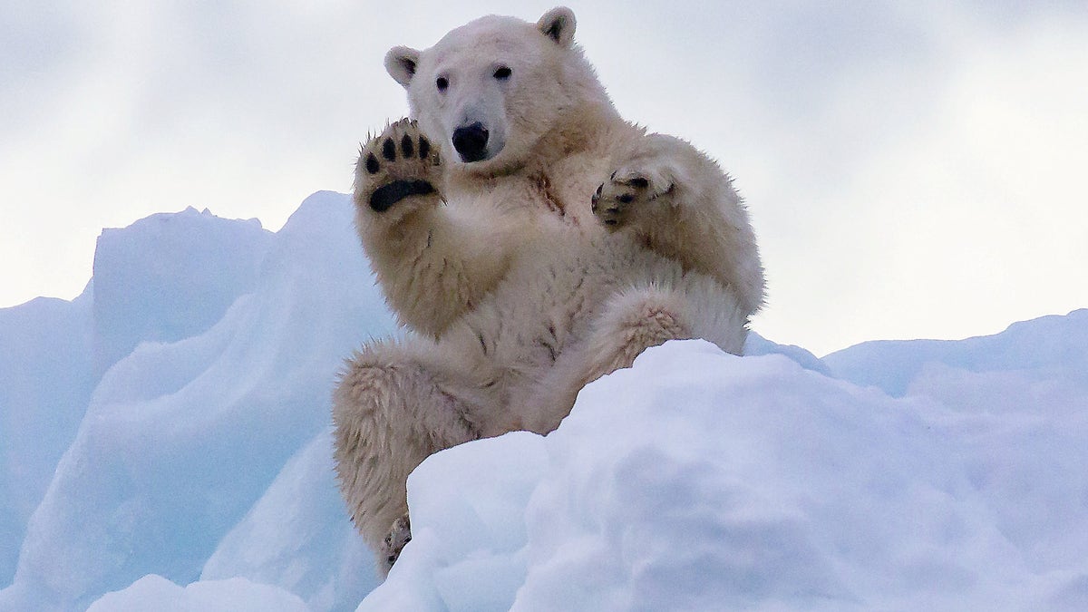 This polar bear gave a tourist a wave in Greenland. (SWNS)