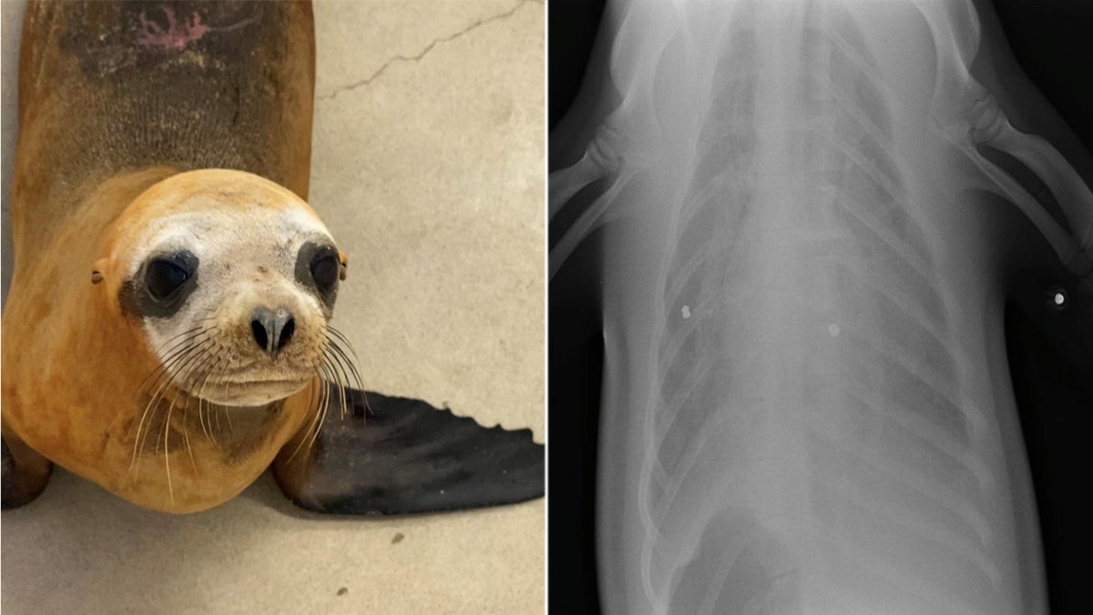 A sea lion that was rescued from a beach in California last month that was shot by a pellet gun had to be euthanized, officials said.