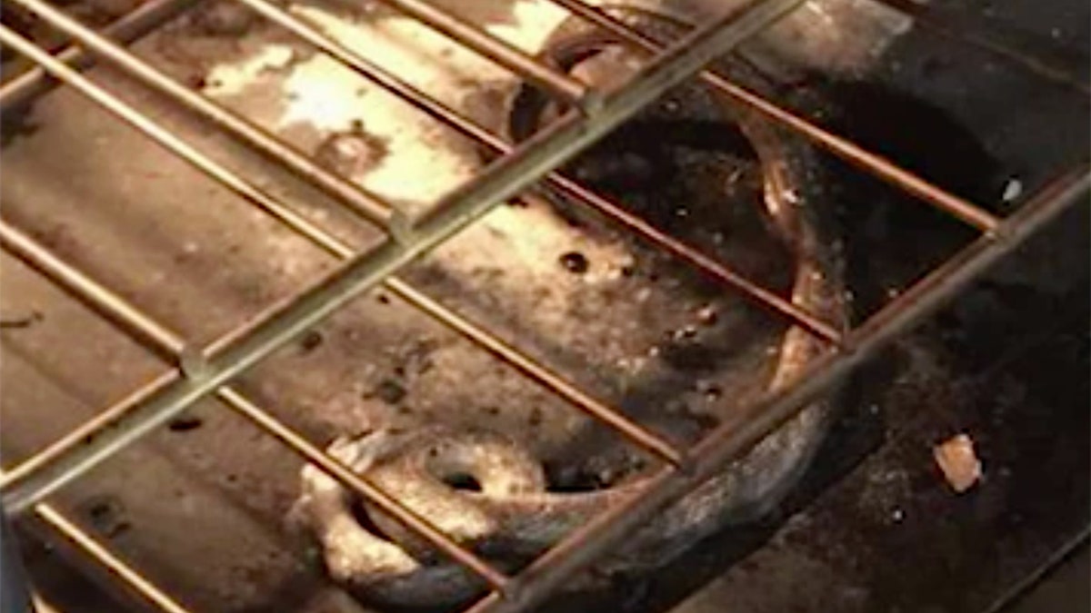 Amber Helm and her husband Robert Helm were cooking a frozen pizza Monday night when, instead, they ended up cooking a snake.