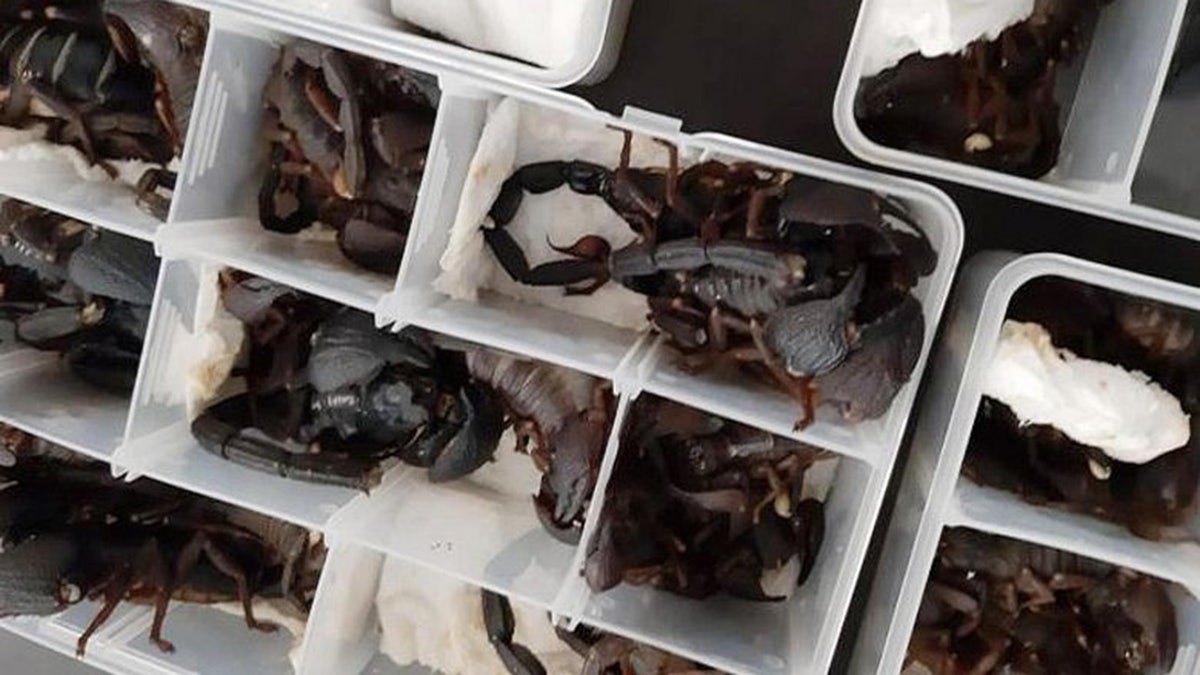 Sri Lankan officials say the scorpions were discovered during a security screening, contained within plastic bins inside the passenger’s carry-on baggage.<br>