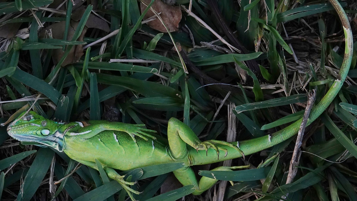 A stunned baby iguana lies in the grass at Cherry Creek Park in Oakland Park, Florida, Wednesday, Jan. 22, 2020.