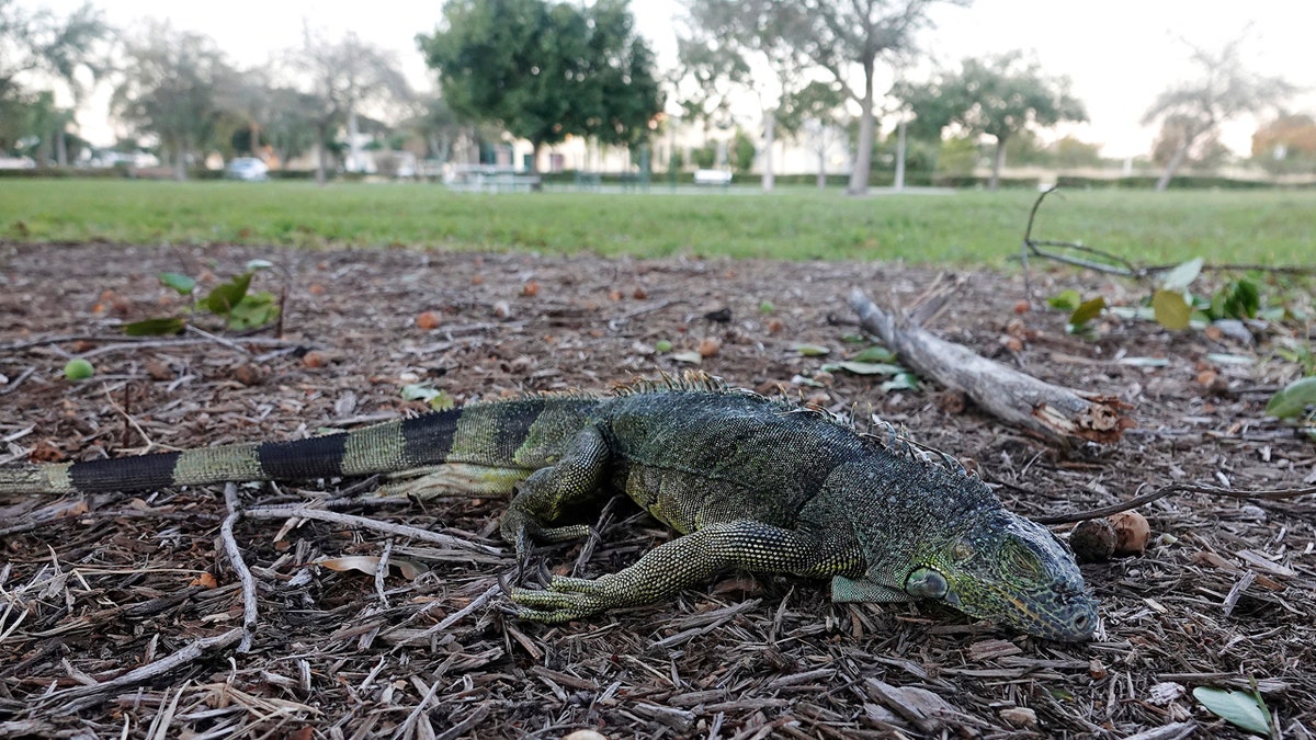 A stunned iguana lies in the grass at Cherry Creek Park in Oakland Park, Florida, Wednesday, Jan 22, 2020.