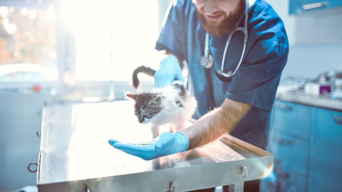 Male Vet Taking Care Of Cute Kitty