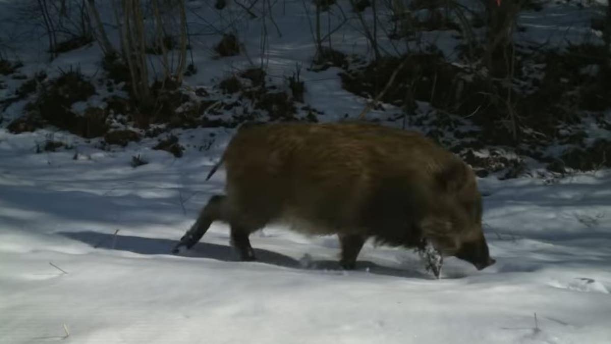 Wildlife has thrived amid the devastation in Fukushima,