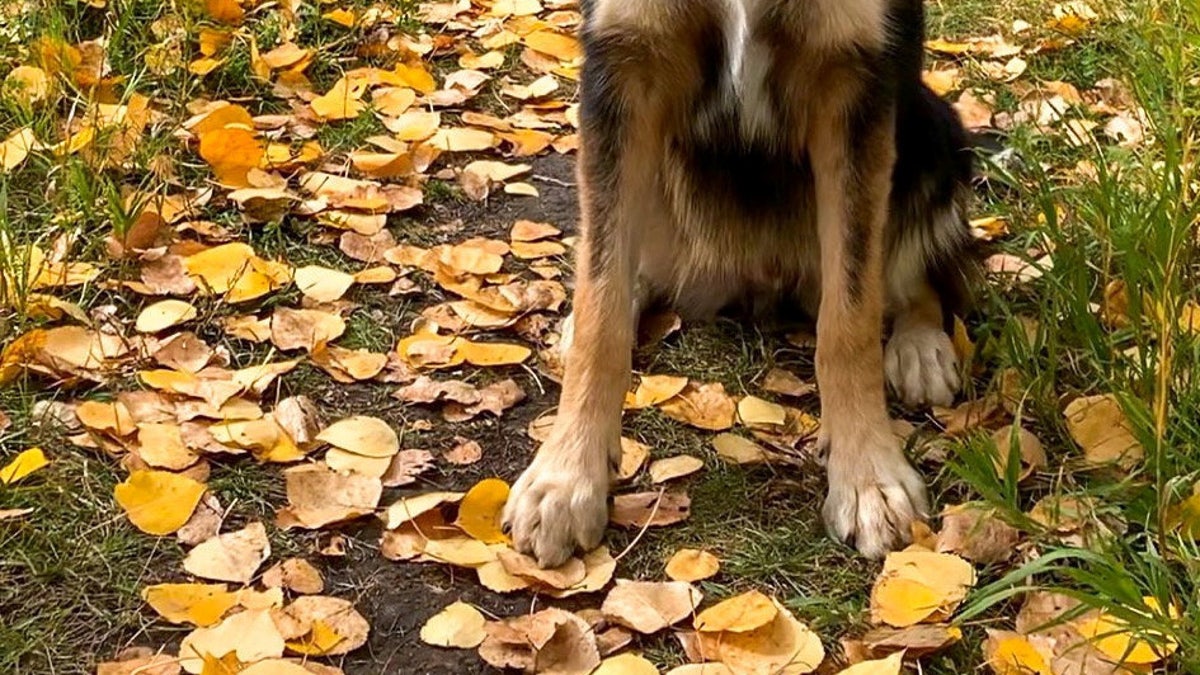 Dog with wonky face from early injury gets adopted He just