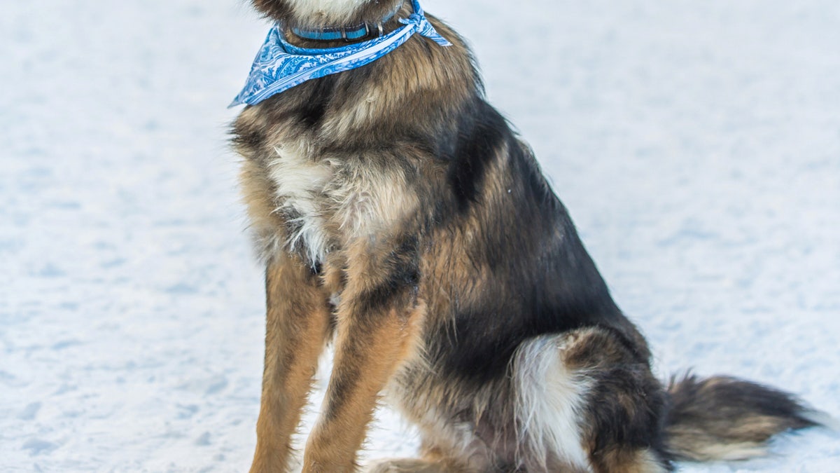 Dog with wonky face from early injury gets adopted He just