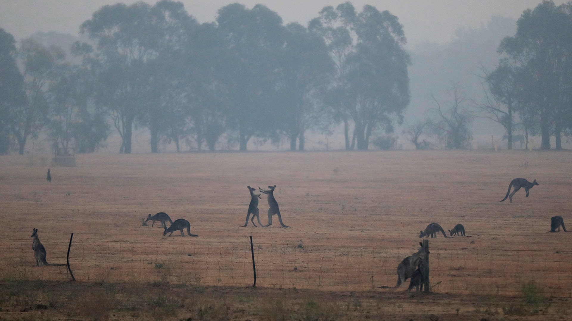 Kangaroos graze in a field as smoke shrouds the Australian capital of Canberra, Australia, Jan. 1, 2020.
