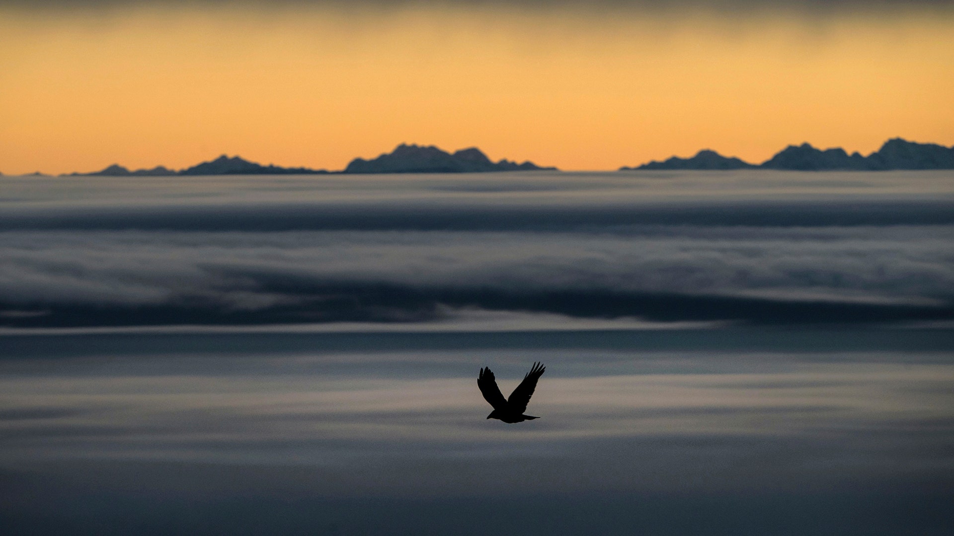 A bird flies above Poleymieux au Mont d'Or, near Lyon, as the Alps mountains are seen behind the foggy plains around Lyon, France, Jan. 8, 2020. 