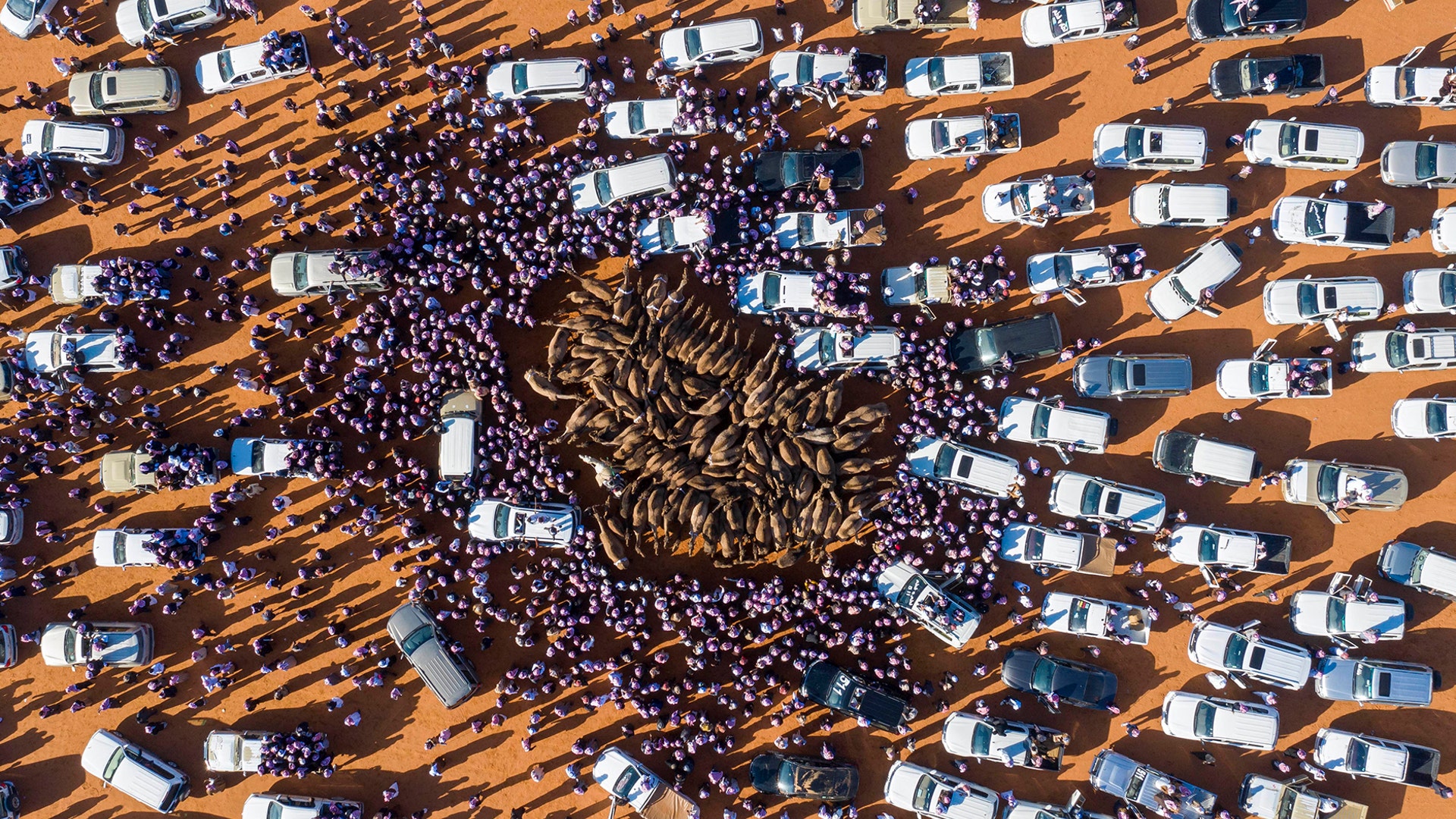 Cars and people surround camels for sale during the annual King Abdulaziz Camel Festival in Rumah, Saudi Arabia, Jan. 7, 2020